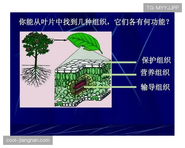 里克尔梅与齐达内在组织核心中形成分化结构趋势